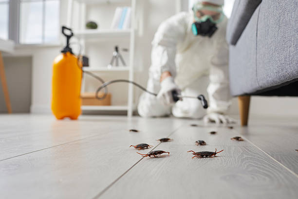 Post-Treatment Bed Bug Interceptor Monitoring in Samsula-Spruce Creek
